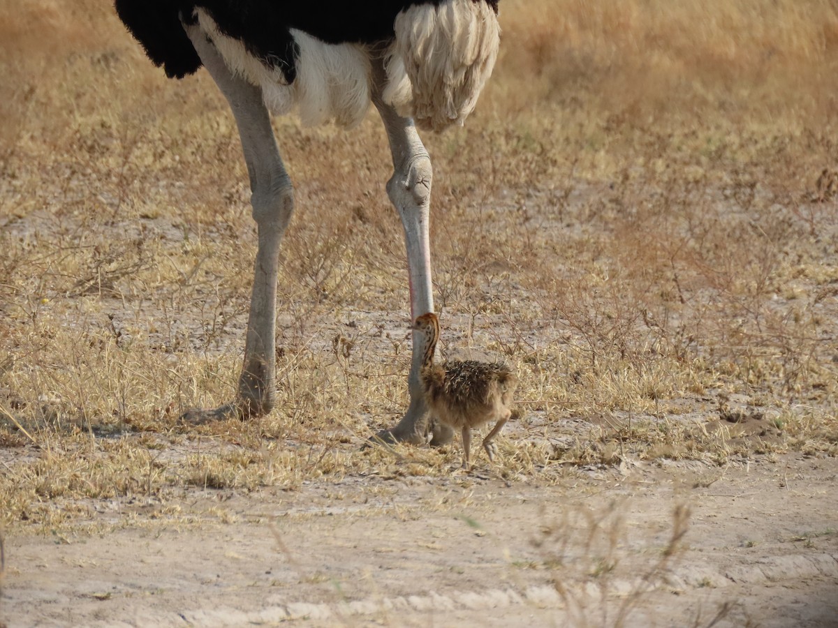 Common Ostrich - ML642866482