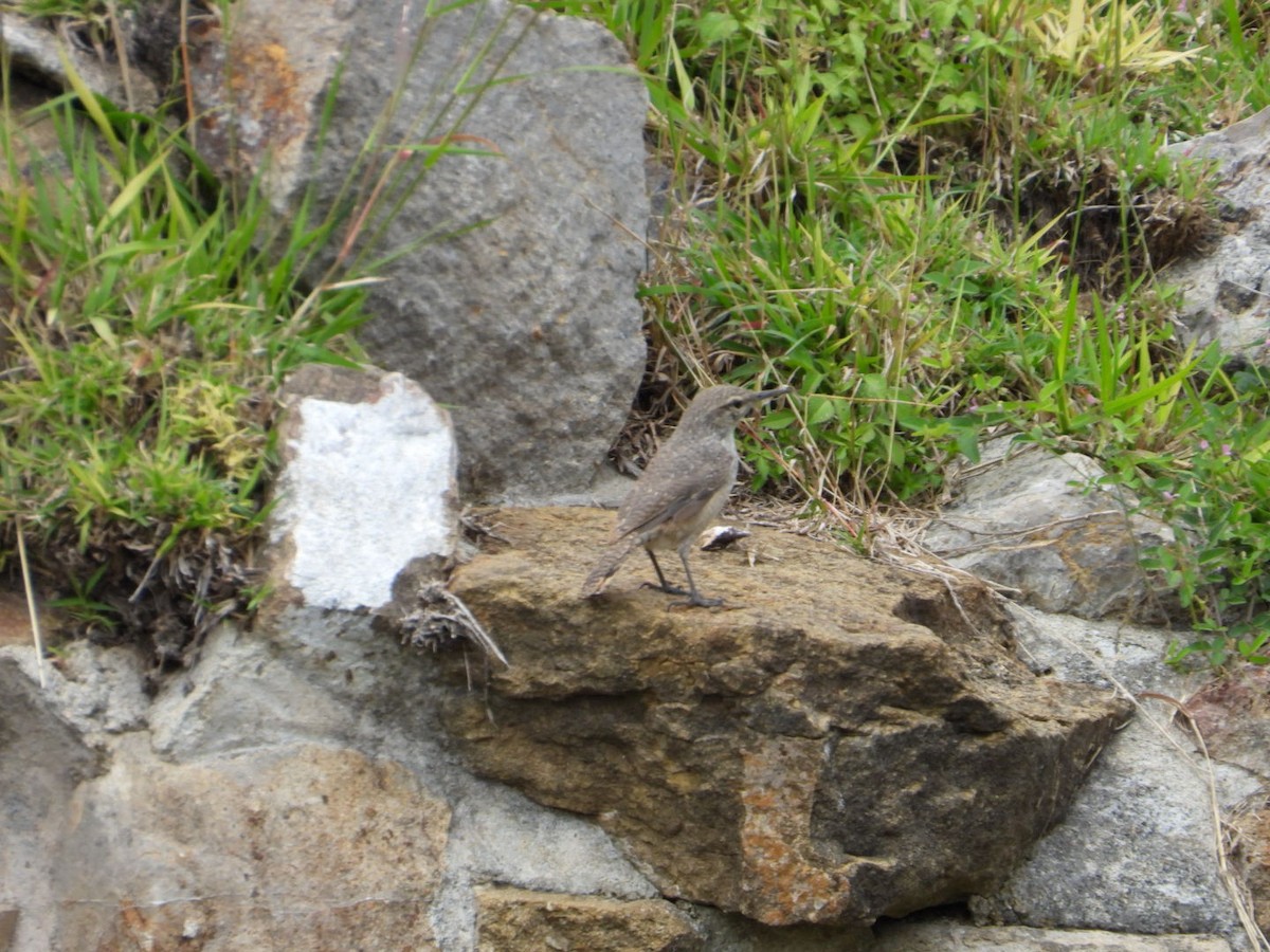 Rock Wren - ML642866495