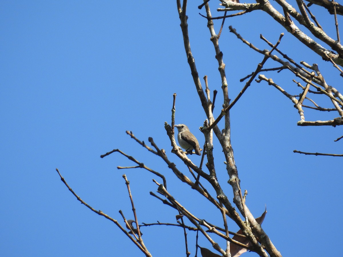 Nilgiri Flowerpecker - ML642866497