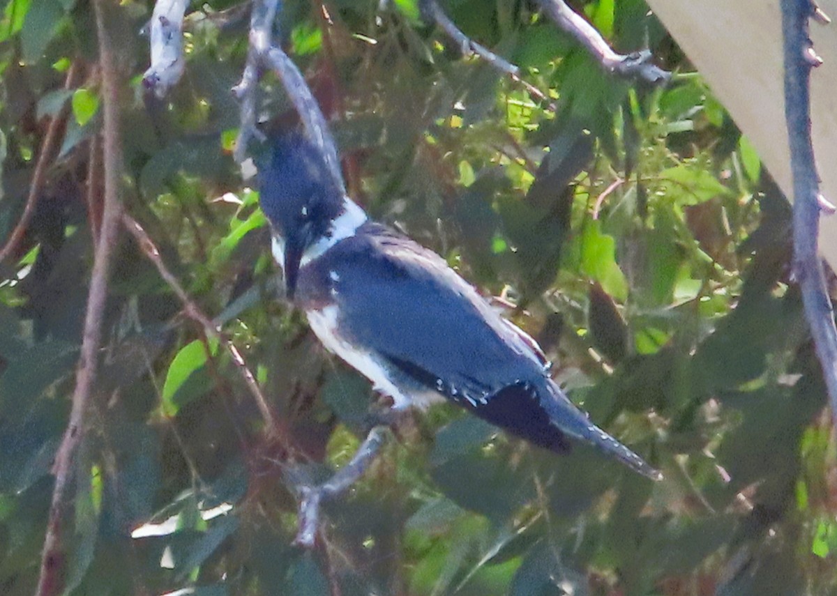 Belted Kingfisher - ML642866500