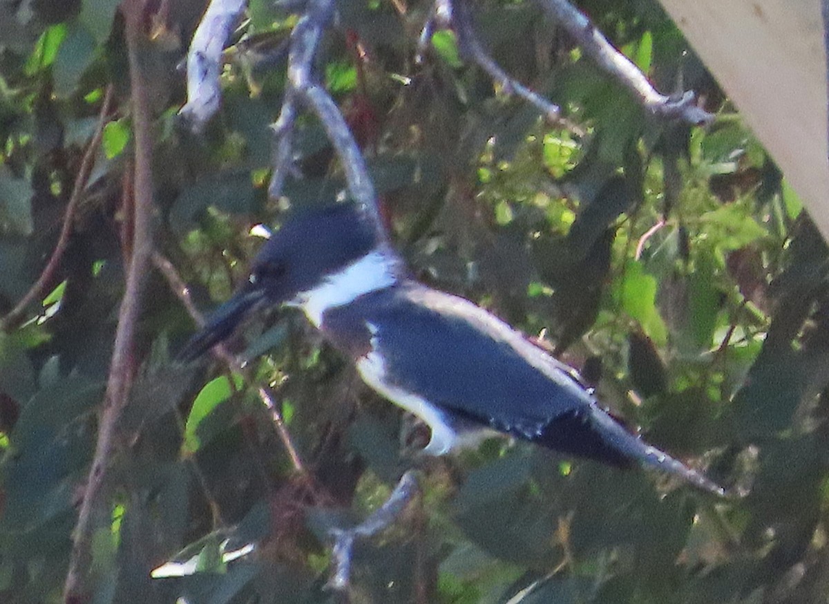 Belted Kingfisher - ML642866501