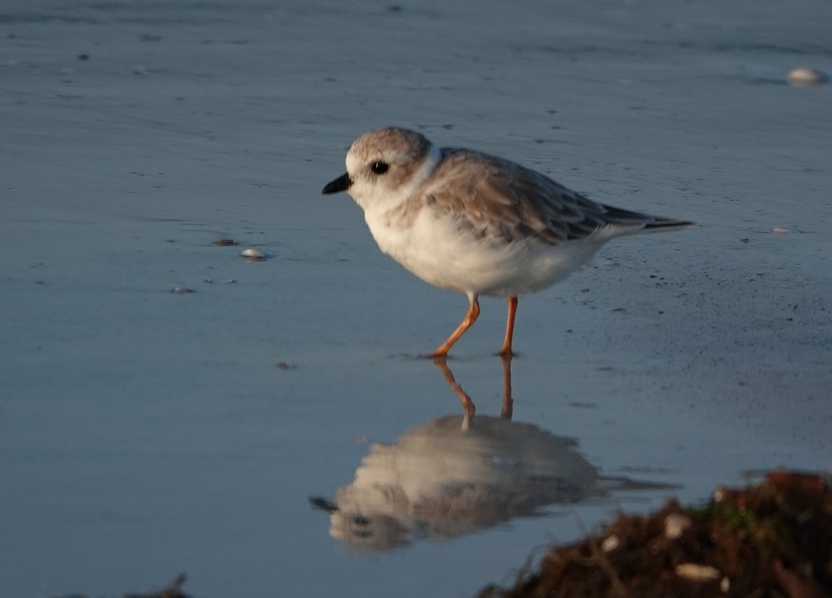 Piping Plover - ML642866503