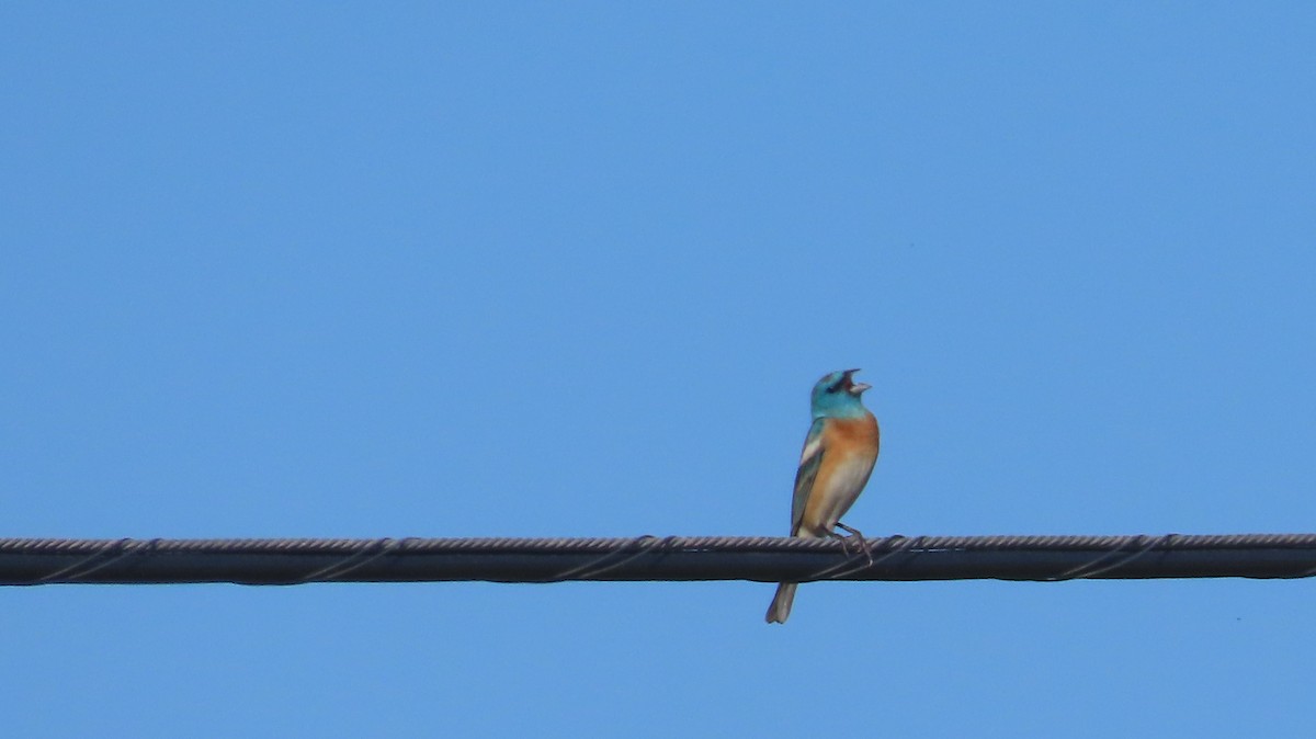 Passerin azuré - ML642866508