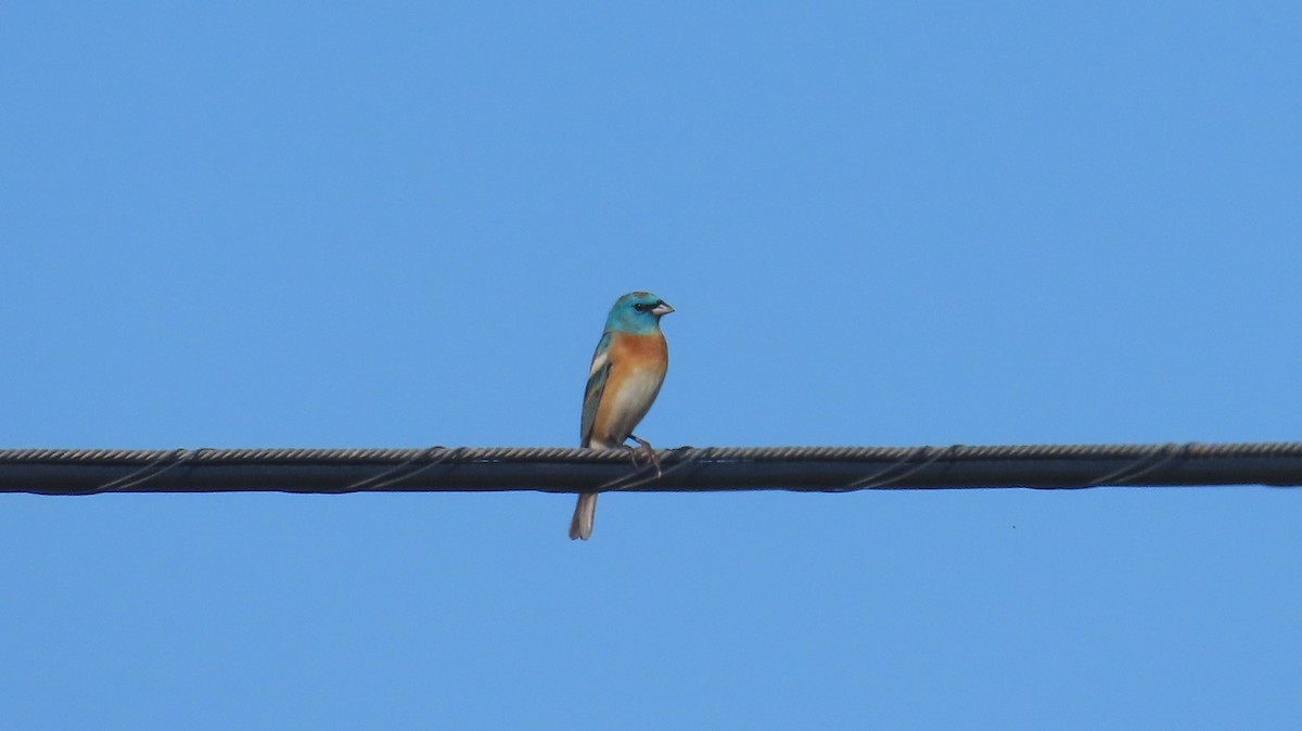 Passerin azuré - ML642866509