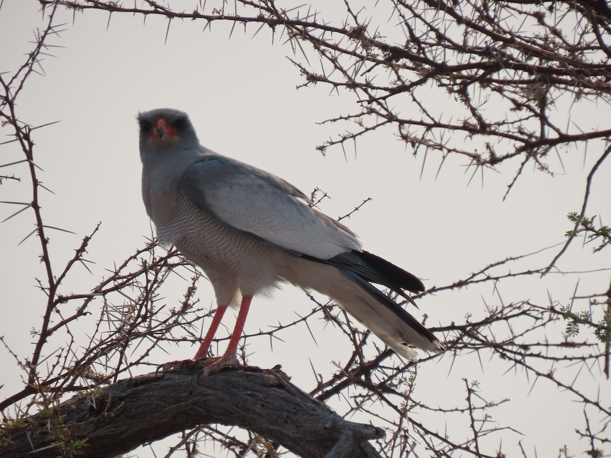 Pale Chanting-Goshawk - ML642866510