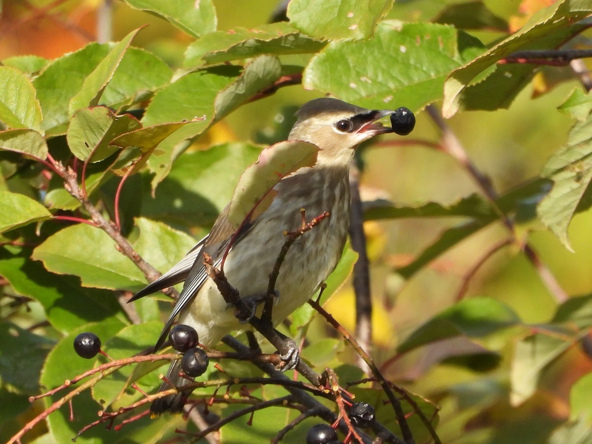 Cedar Waxwing - ML642866511