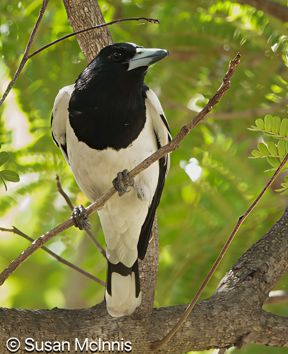 Pied Butcherbird - ML642866513