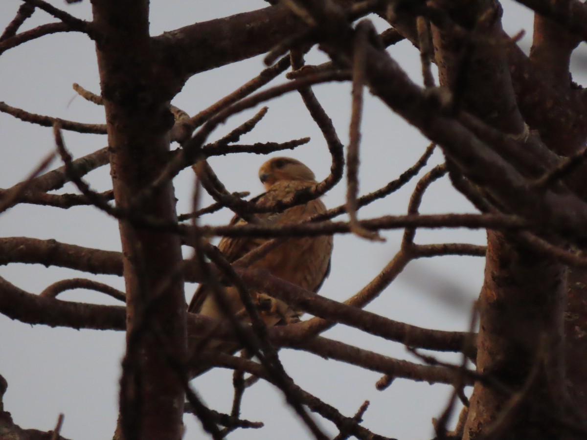 Greater Kestrel - ML642866514