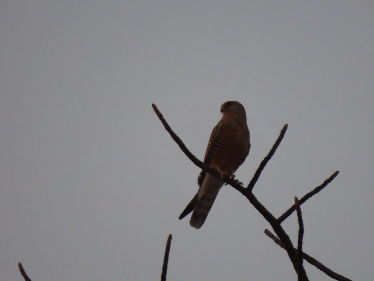 Greater Kestrel - ML642866515