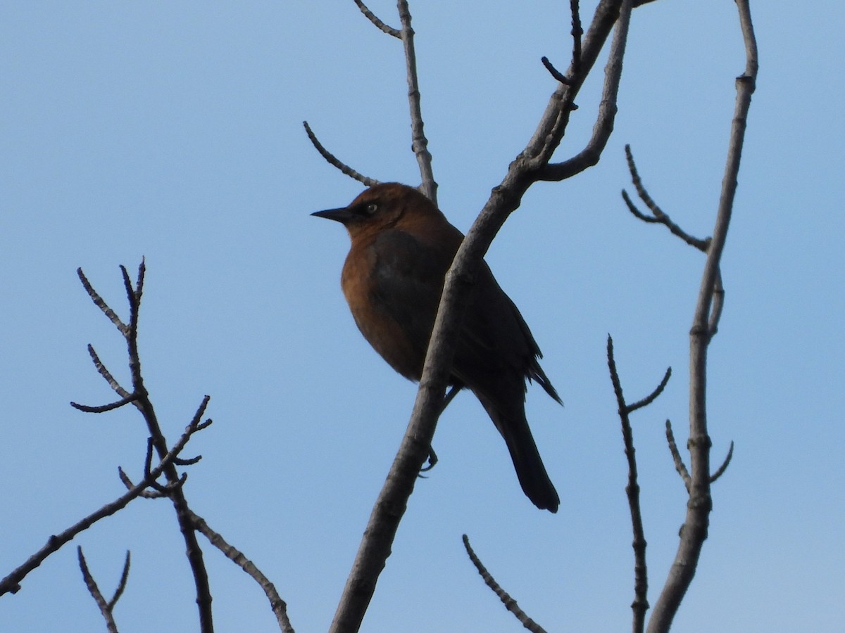 Rusty Blackbird - ML642866518