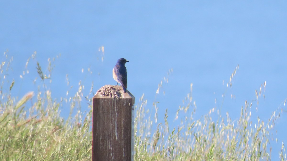 Western Bluebird - ML642866523
