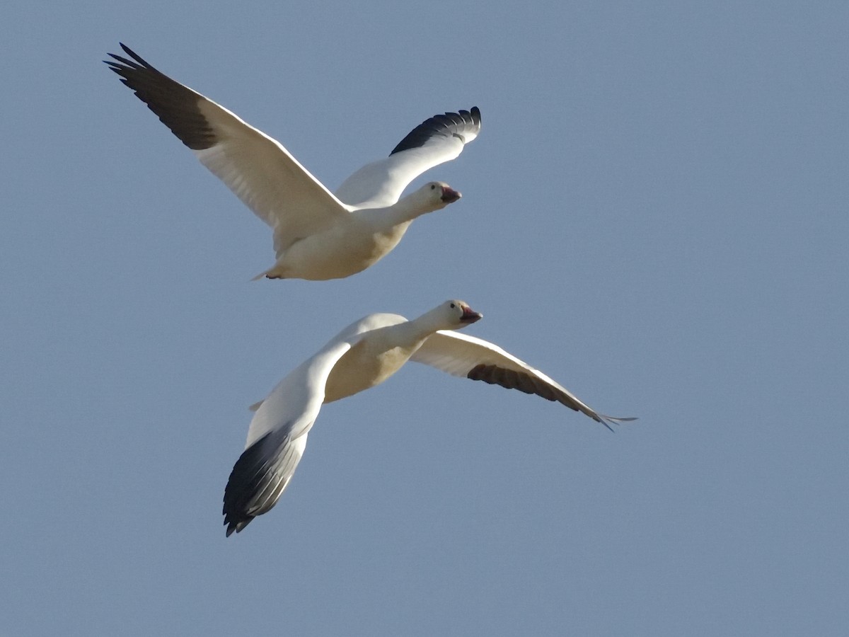 Ross's Goose - ML642866529