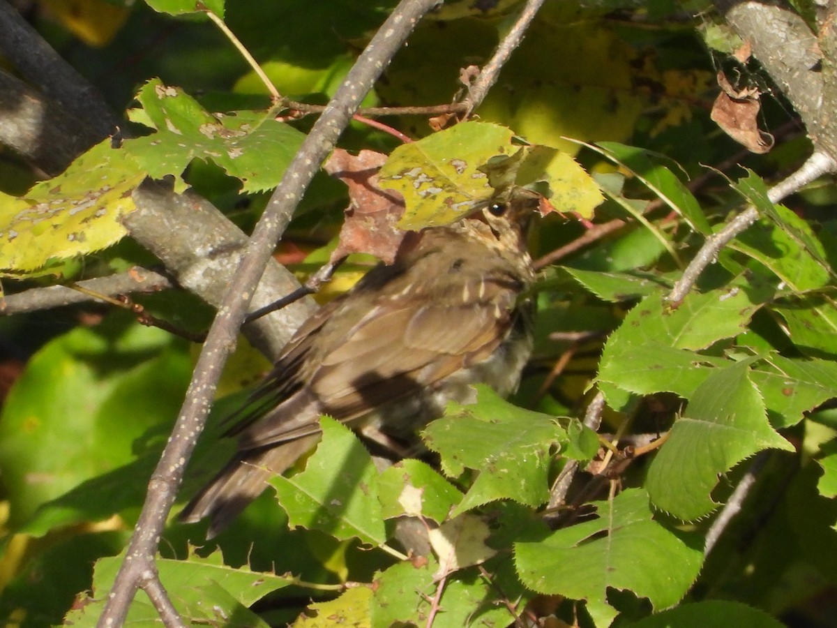 Swainson's Thrush - ML642866537