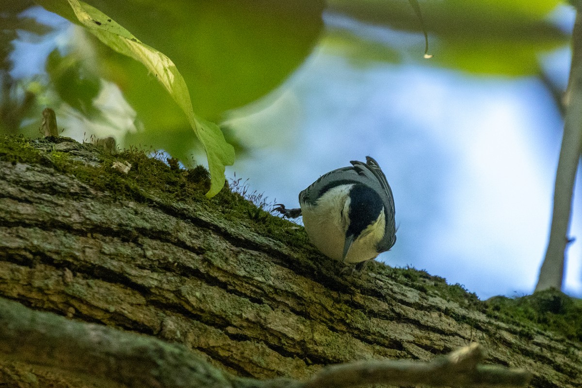 White-breasted Nuthatch - ML642866558