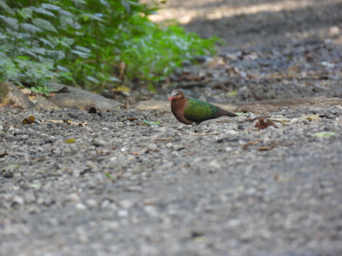 Asian Emerald Dove - ML642866561