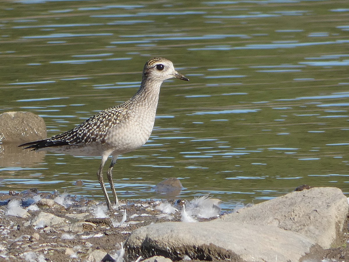 American Golden-Plover - ML642866564