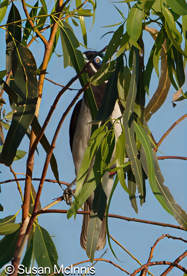 Blue-faced Honeyeater - ML642866566