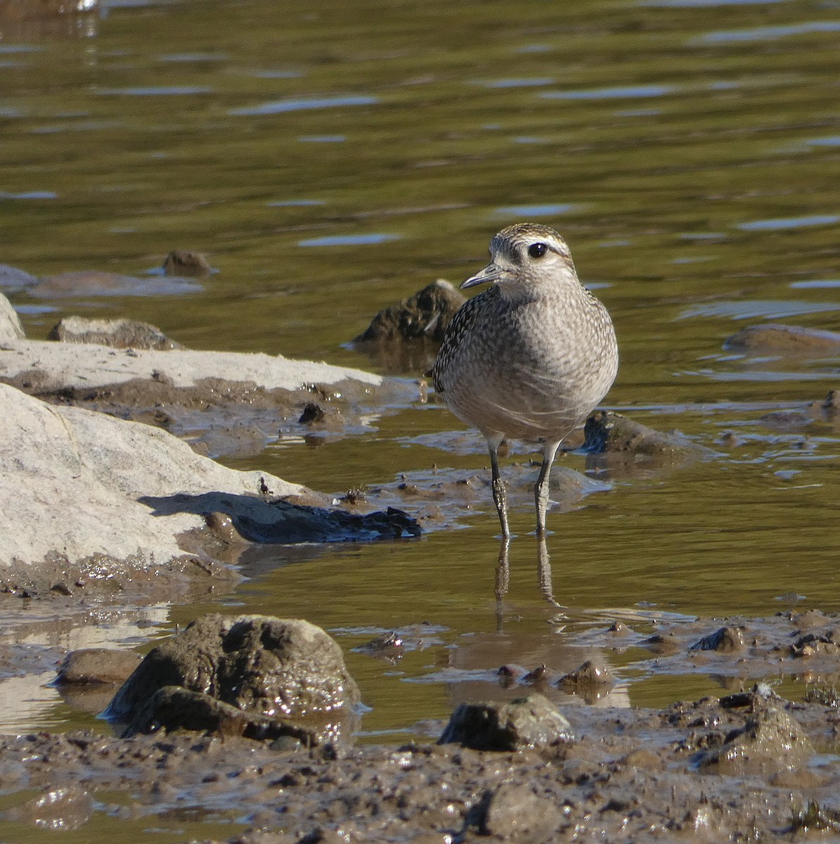 American Golden-Plover - ML642866572