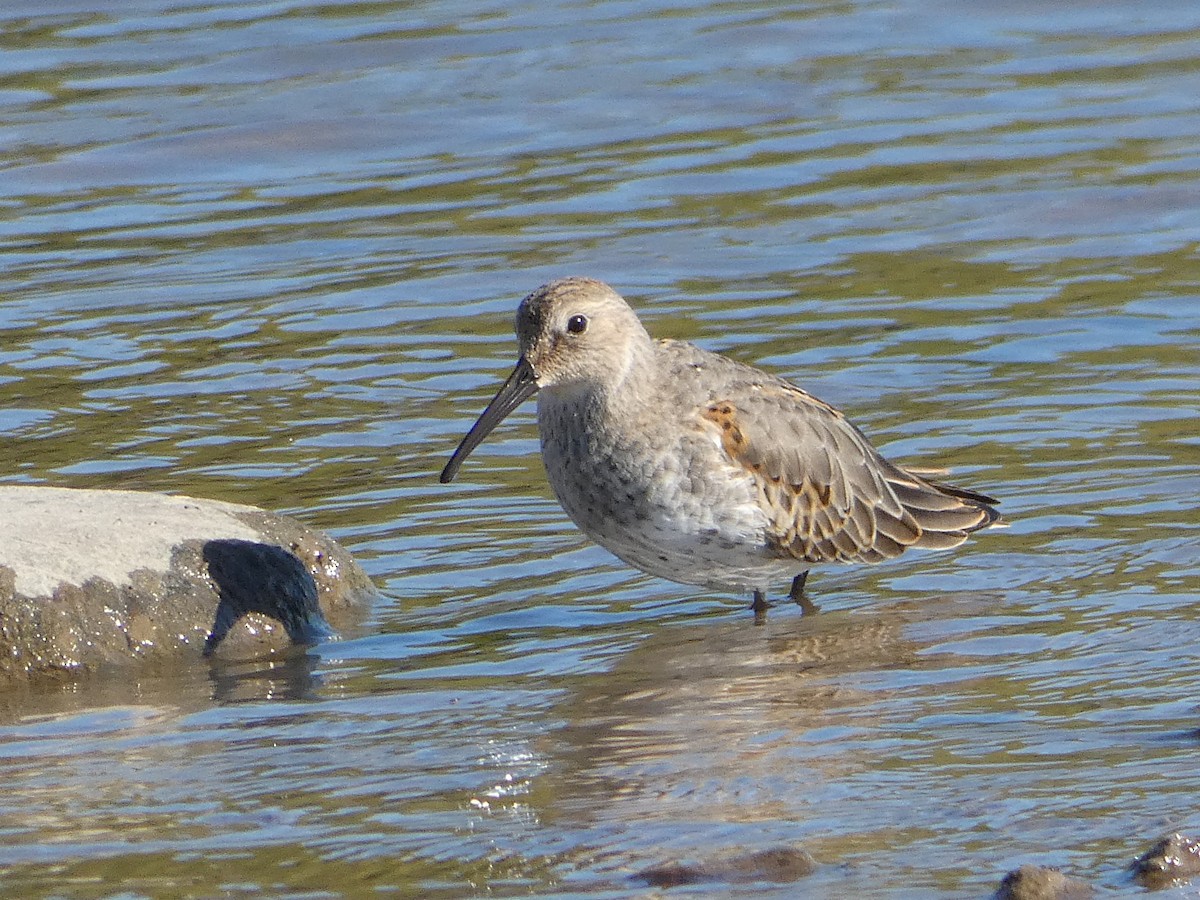 Dunlin - ML642866578