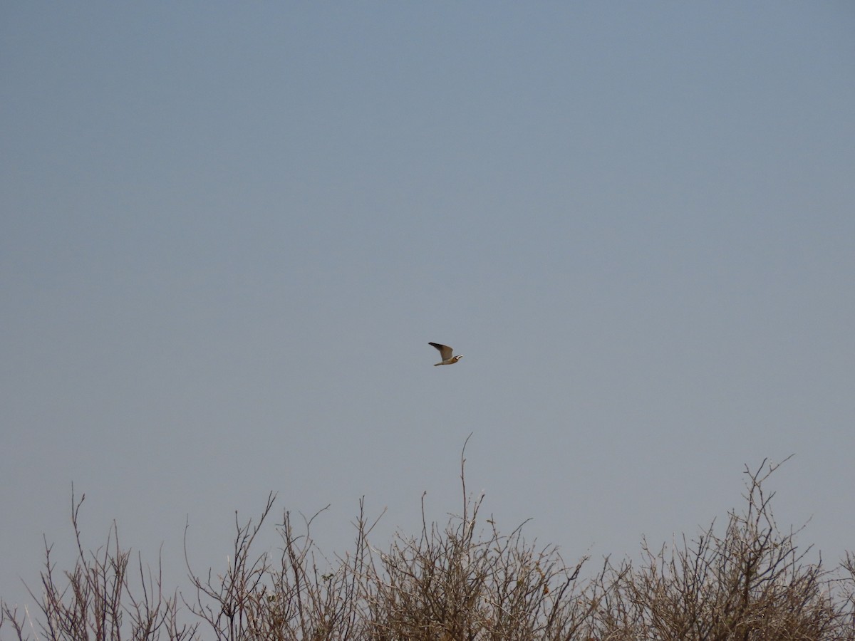 Black-winged Kite - ML642866579