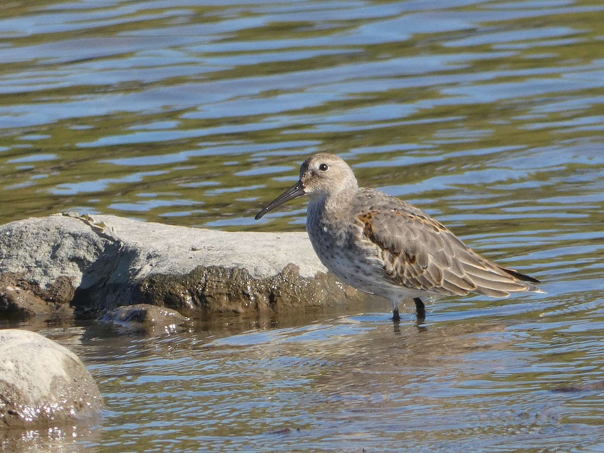 Dunlin - ML642866582