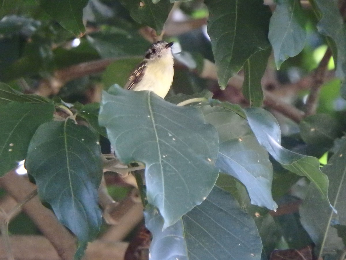 Slaty-capped Flycatcher - ML642866585