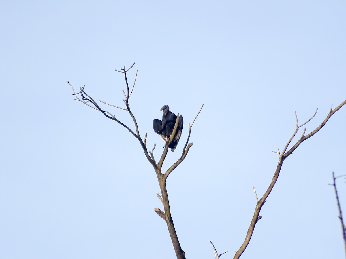 Black Vulture - ML642866588