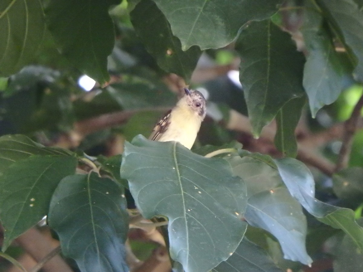 Slaty-capped Flycatcher - ML642866592