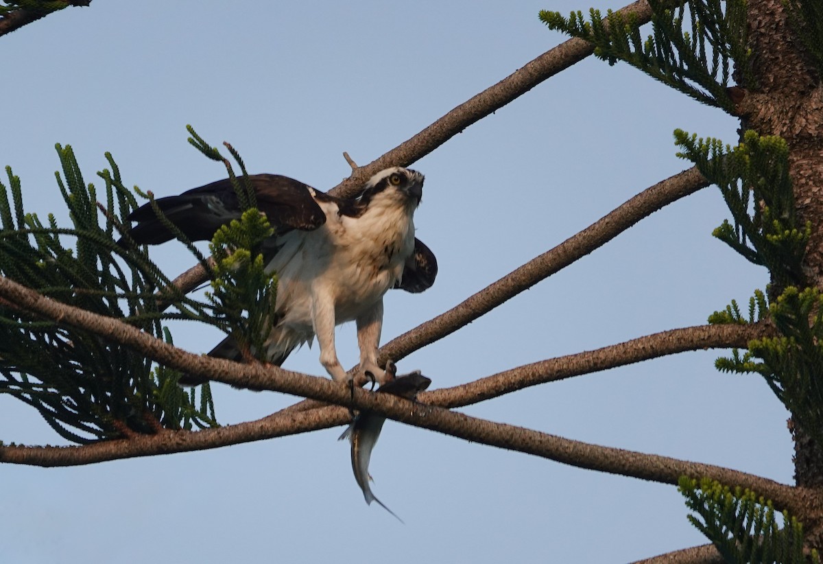 Osprey - ML642866596