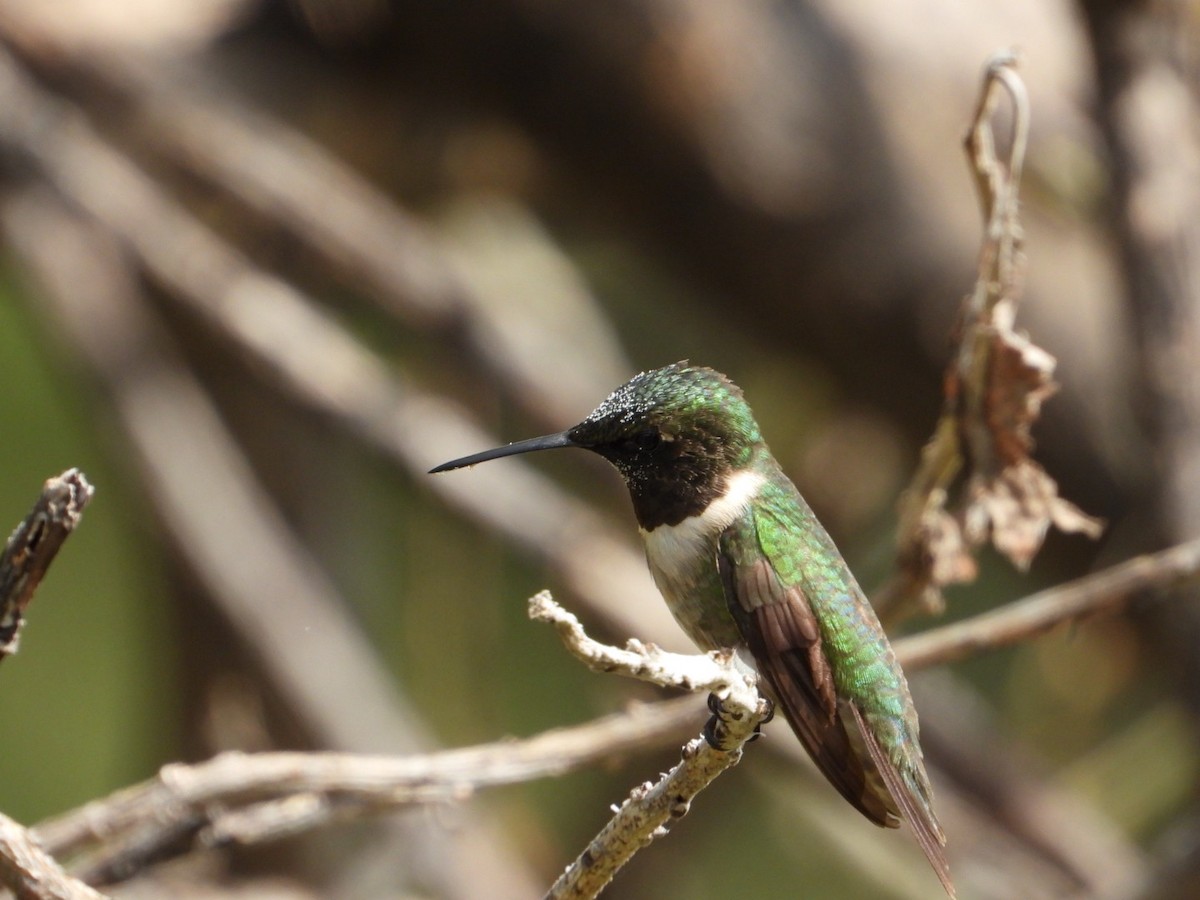 Ruby-throated Hummingbird - ML642866597