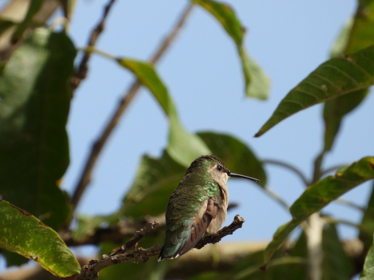 Ruby-throated Hummingbird - ML642866598