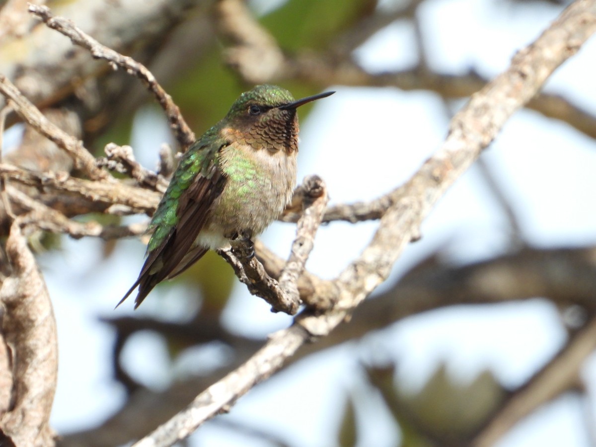 Ruby-throated Hummingbird - ML642866599