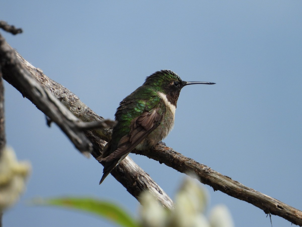 Ruby-throated Hummingbird - ML642866600