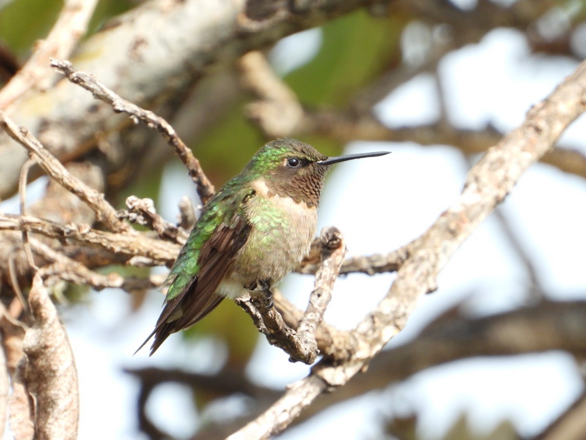 Ruby-throated Hummingbird - ML642866601