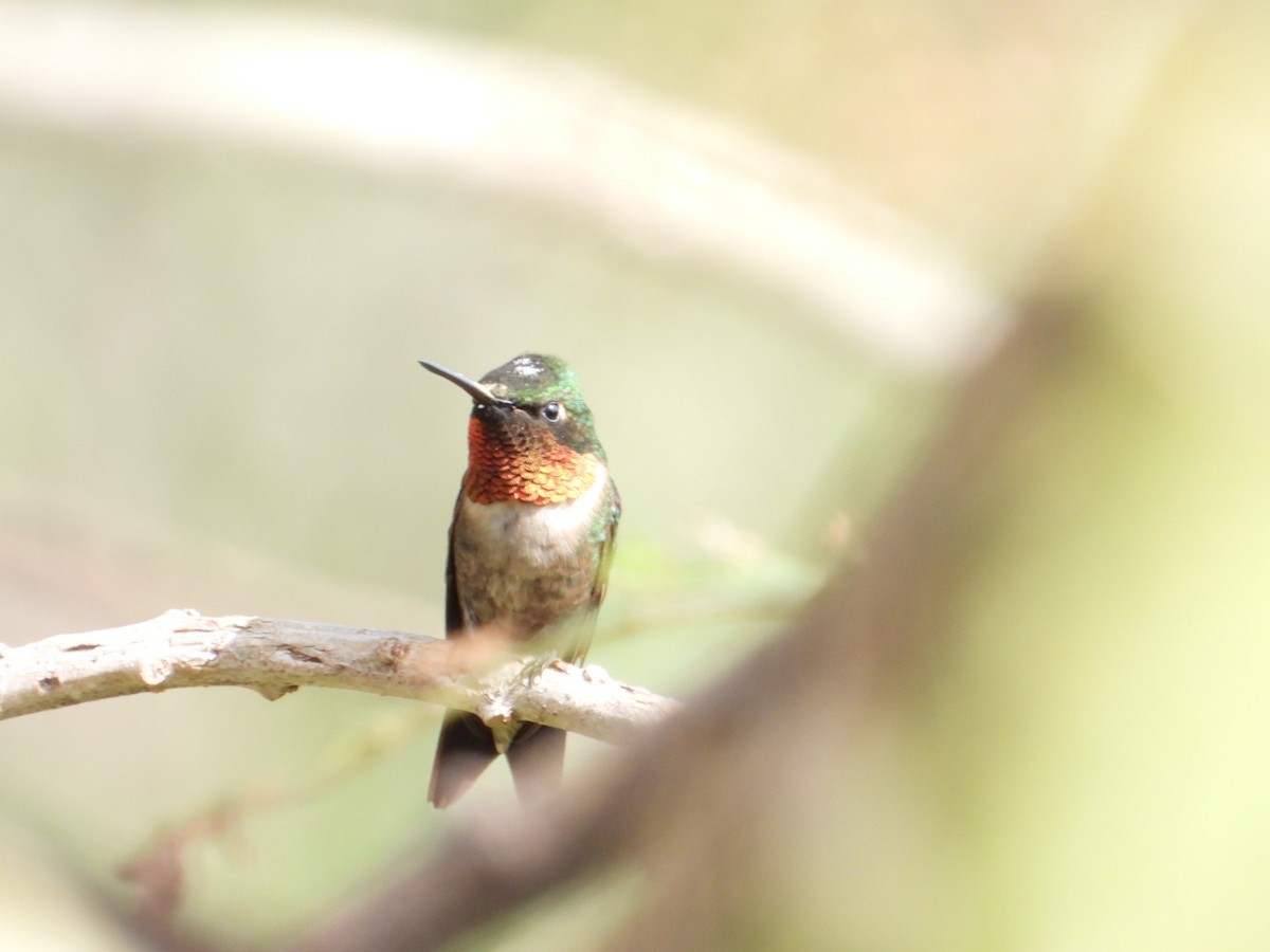 Ruby-throated Hummingbird - ML642866602