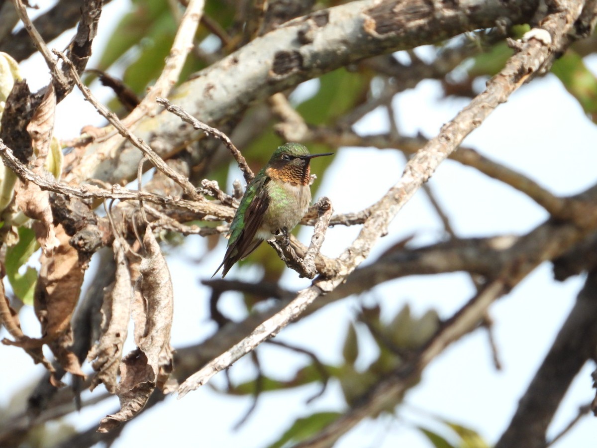 Ruby-throated Hummingbird - ML642866603