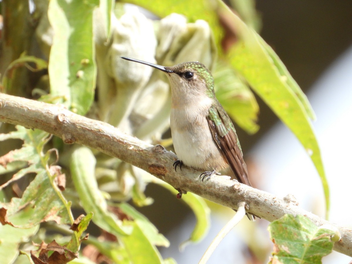 Ruby-throated Hummingbird - ML642866604