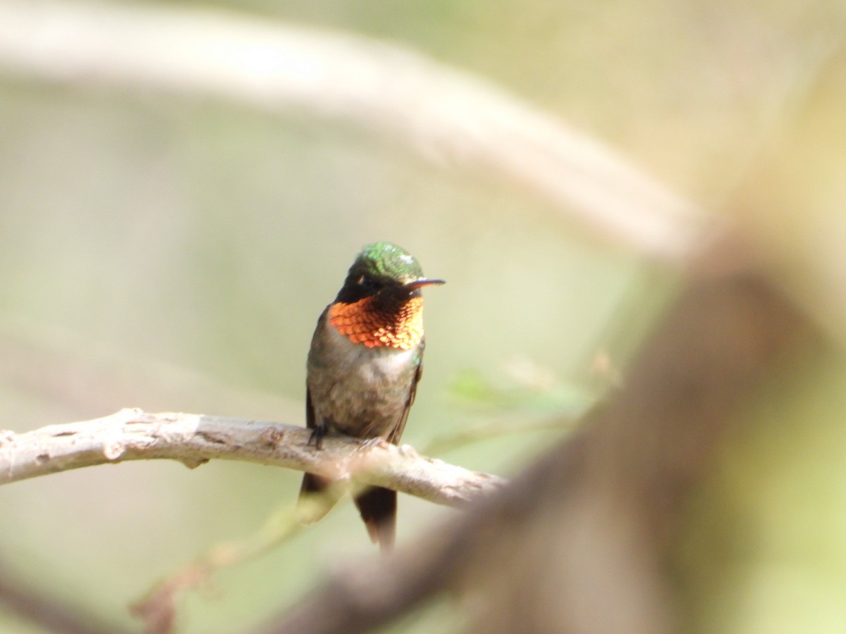 Ruby-throated Hummingbird - ML642866605