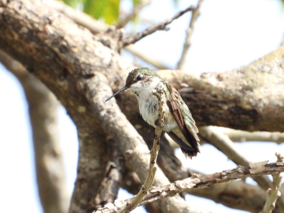 Ruby-throated Hummingbird - ML642866606