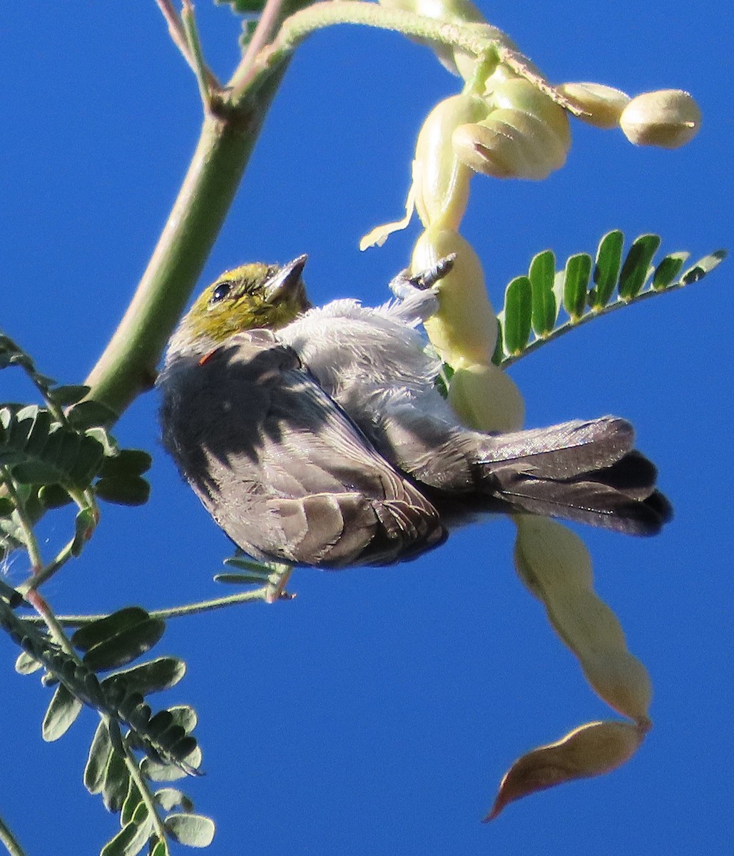 Auripare verdin - ML642866607