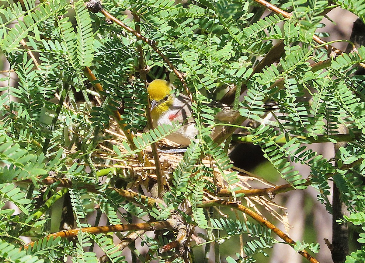 Auripare verdin - ML642866608