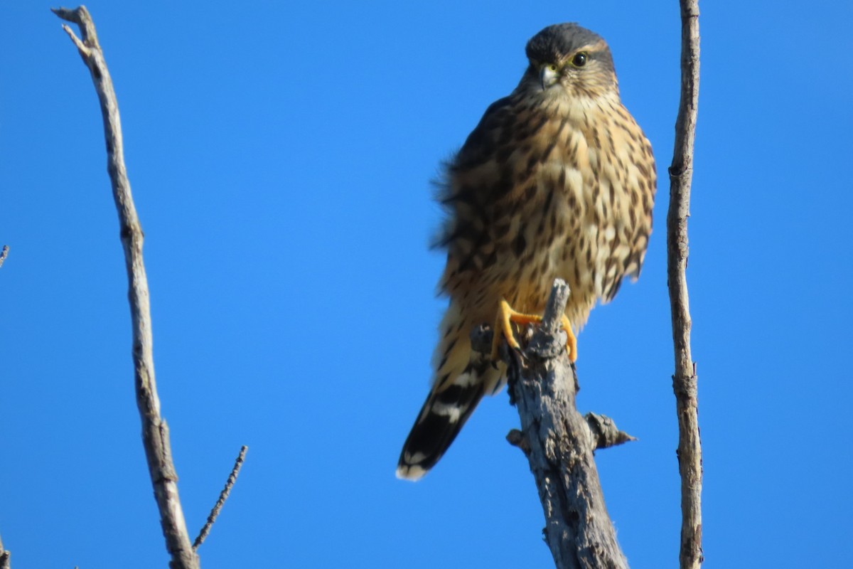Merlin - ML642866616