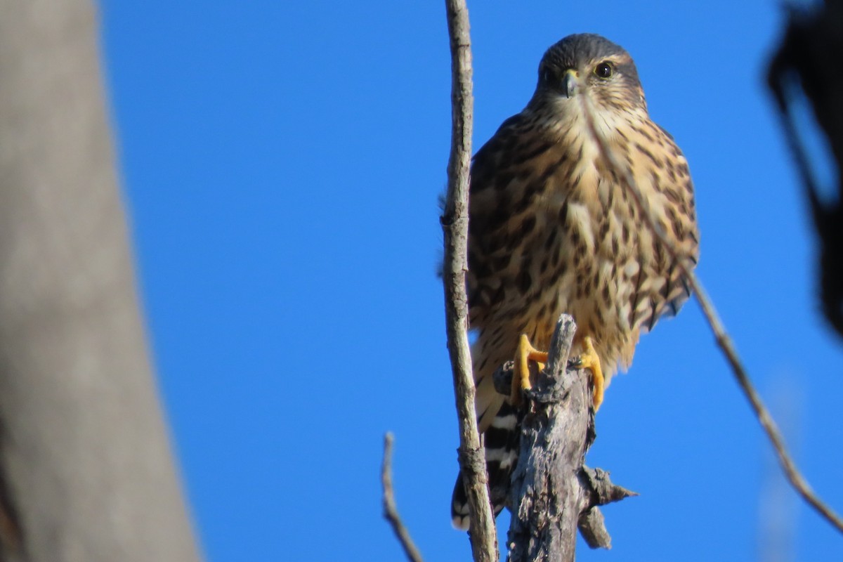 Merlin - ML642866617