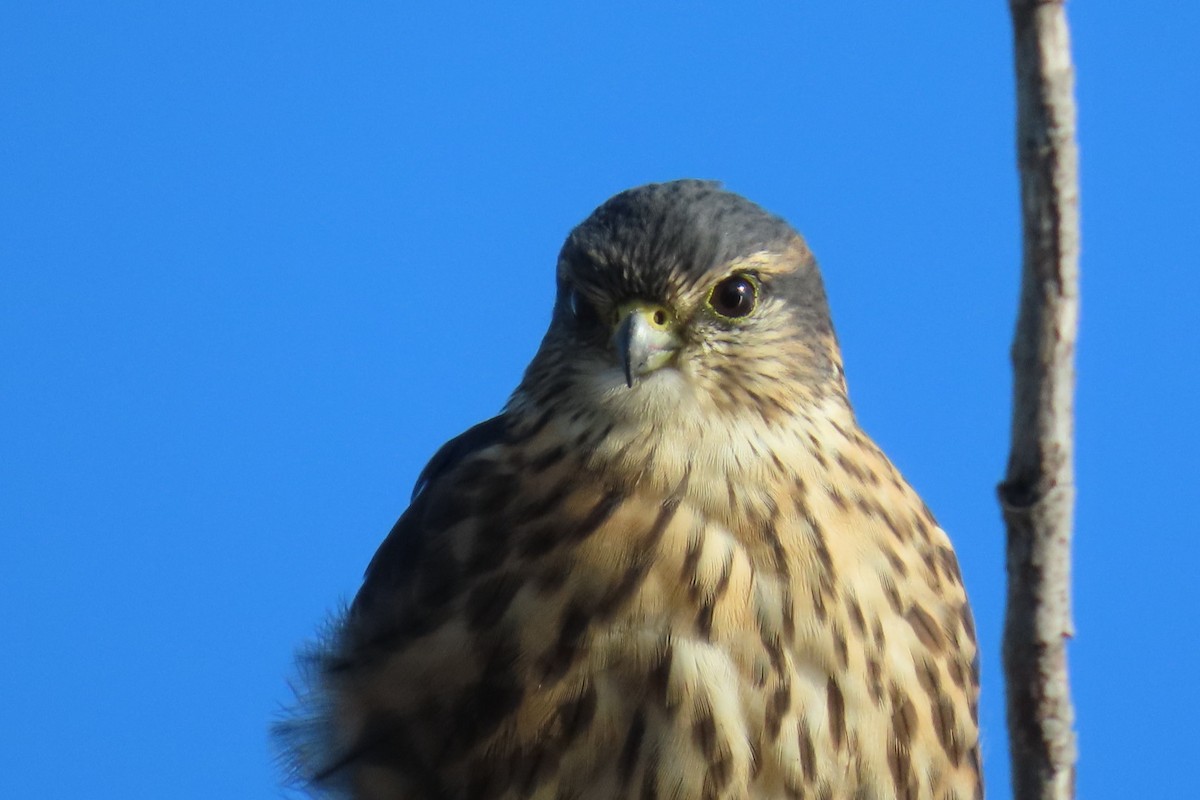 Merlin - ML642866618