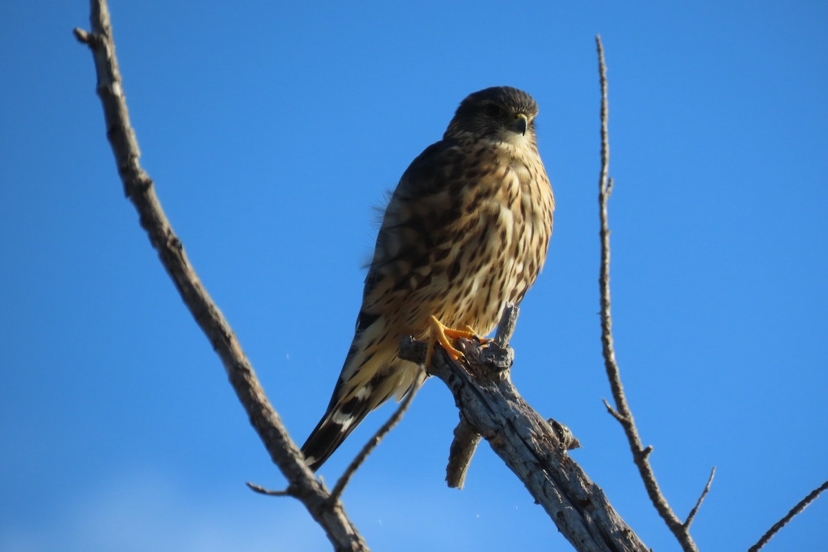 Merlin - ML642866619