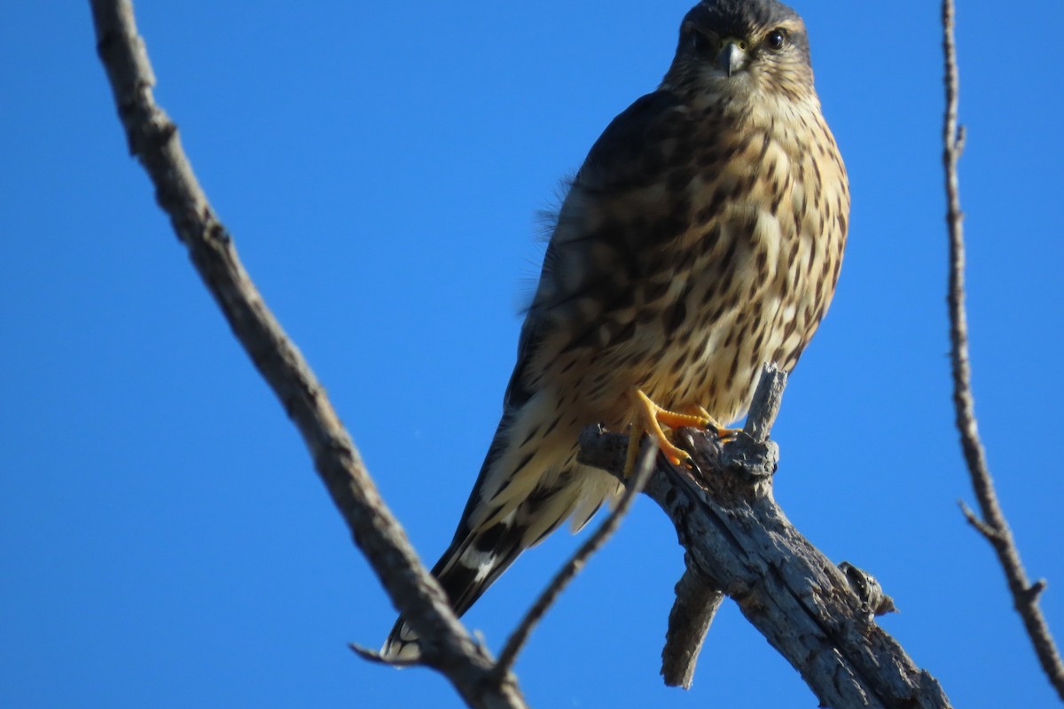 Merlin - ML642866622