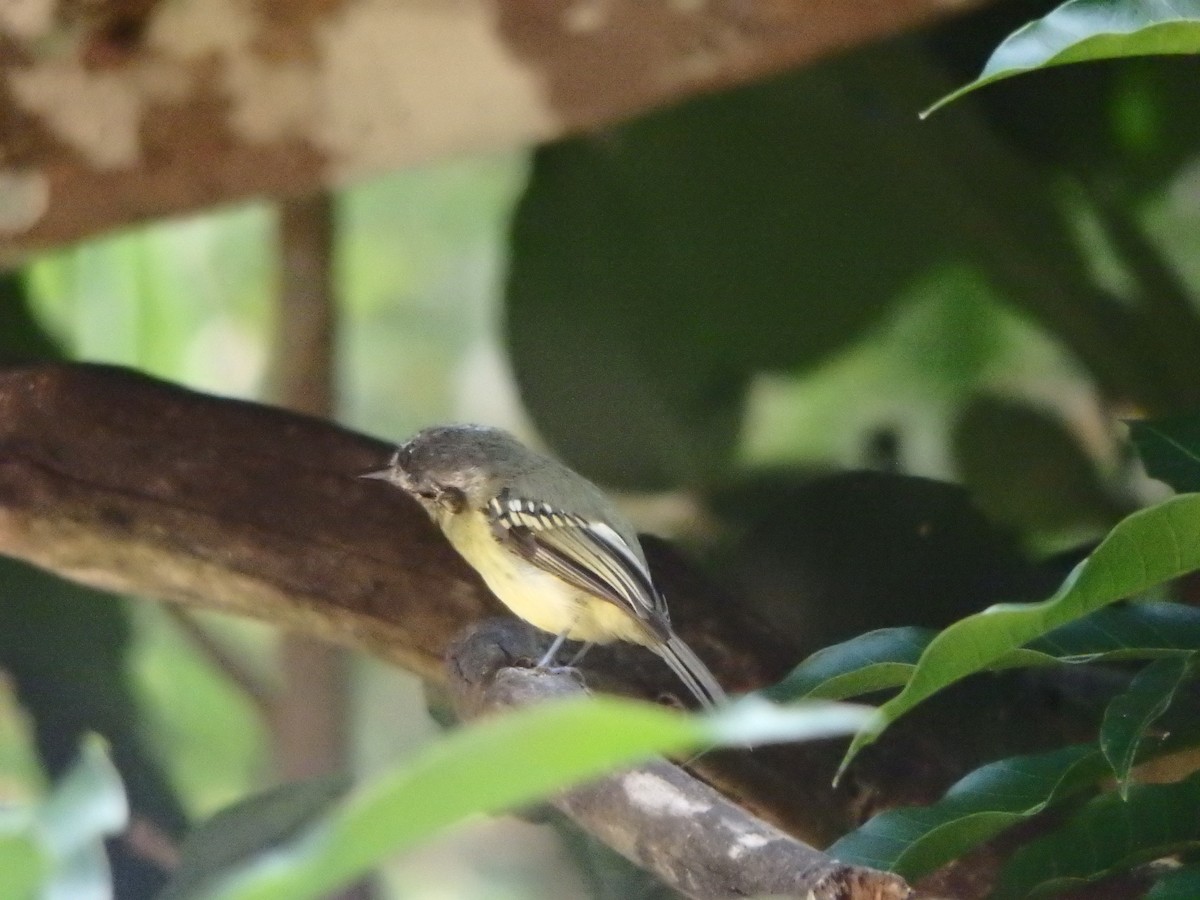 Slaty-capped Flycatcher - ML642866623