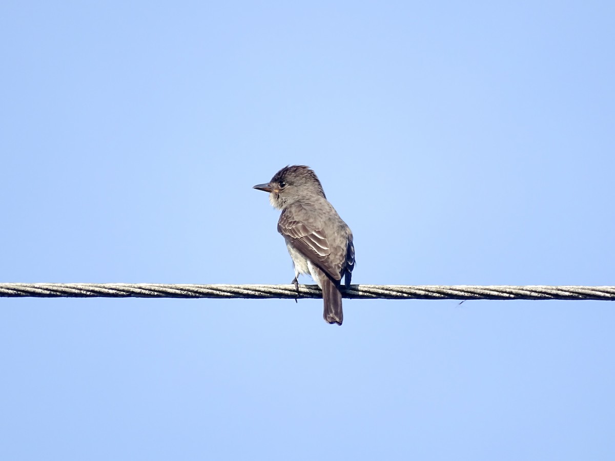 Olive-sided Flycatcher - ML642866624