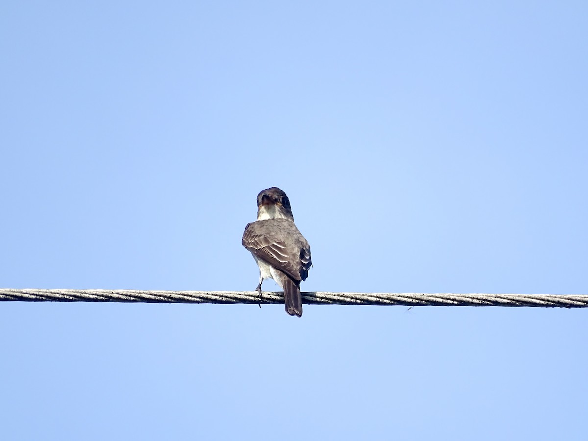 Olive-sided Flycatcher - ML642866625