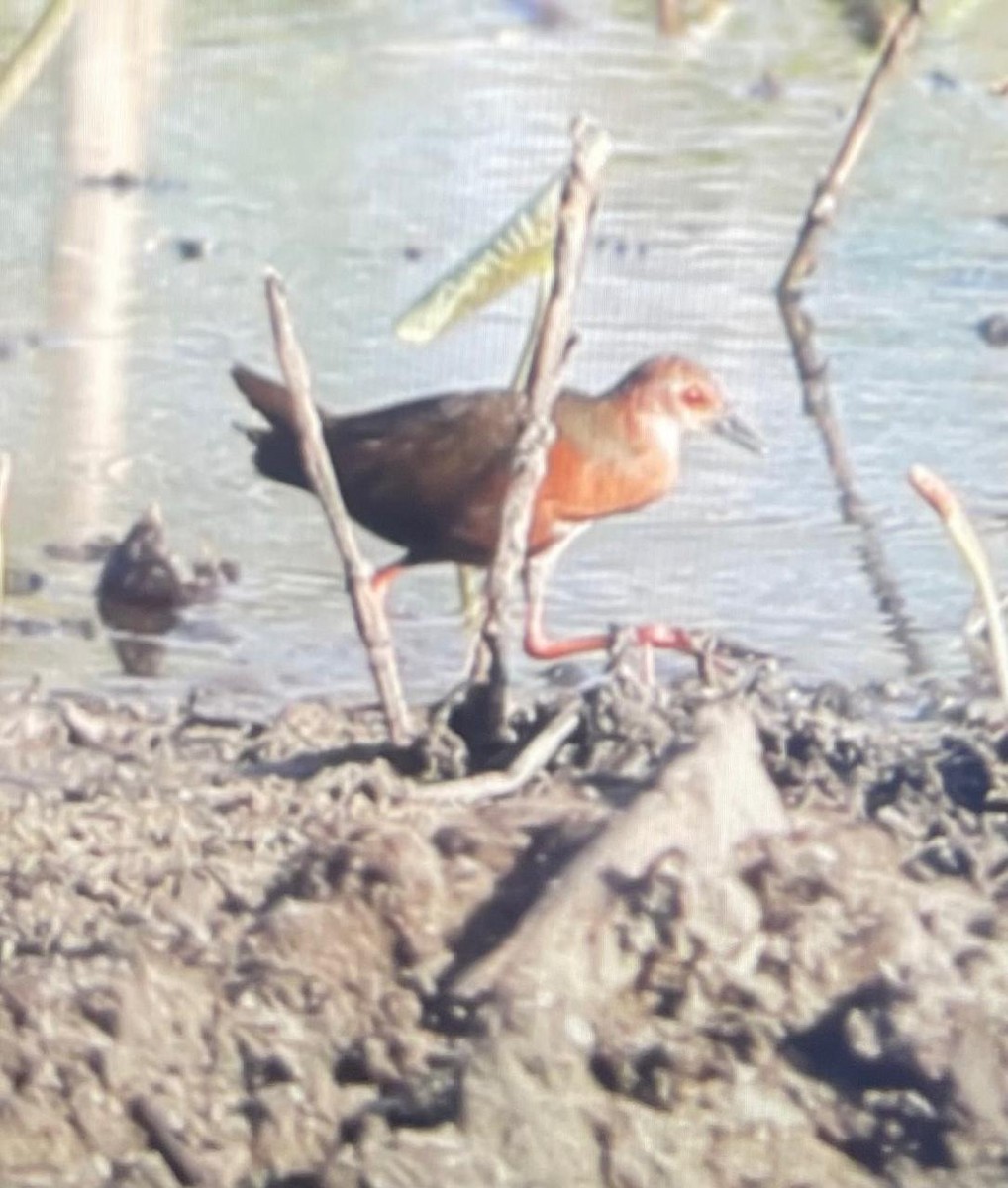 Ruddy-breasted Crake - ML642866627
